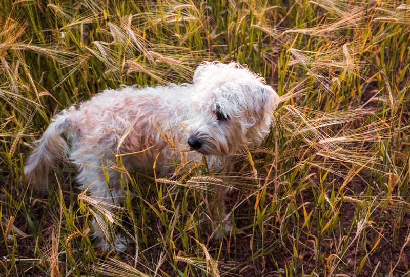щенок ирландского пшеничного терьера в траве