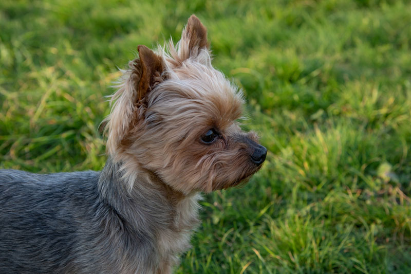 Керн-терьер в профиль