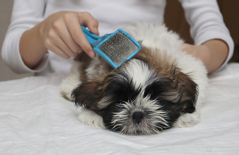 Лхаса апсо вычесывают