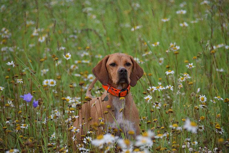 Английский пойнтер на поляне