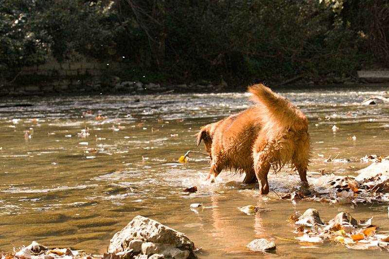 Баскская овчарка в воде