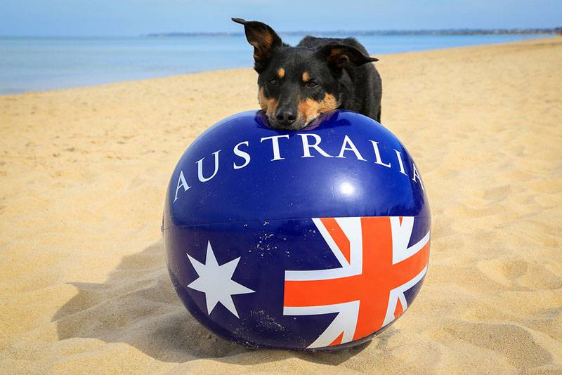 Австралийский келпи с мячом