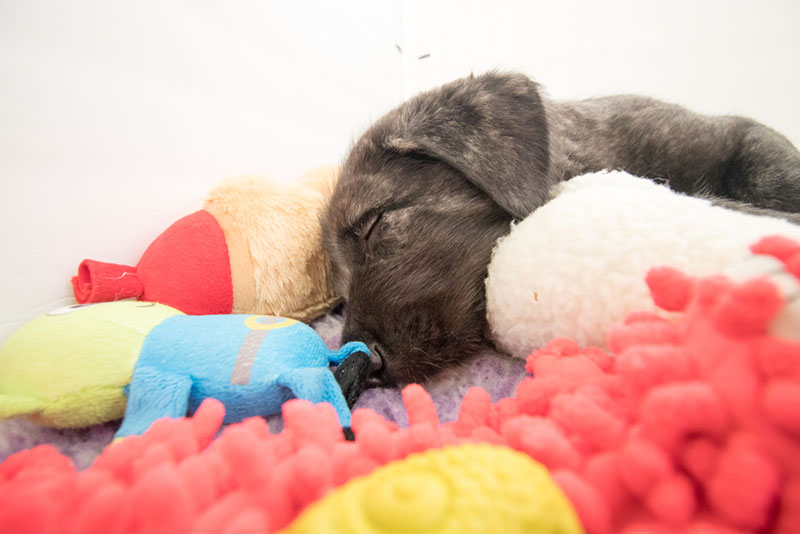щенок ирландского волкодава с игрушками