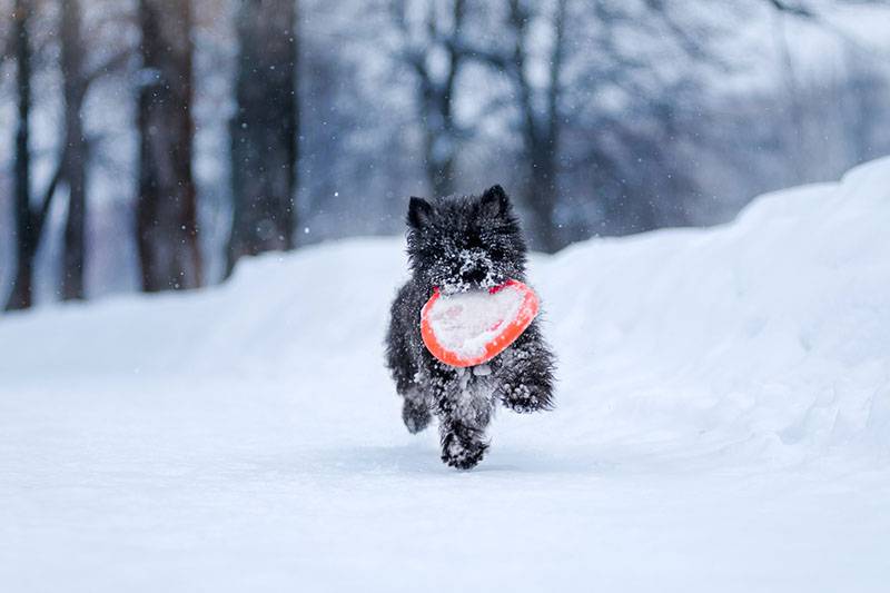 Керн-терьер бежит по снегу