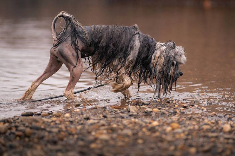 Малая львиная собака у воды