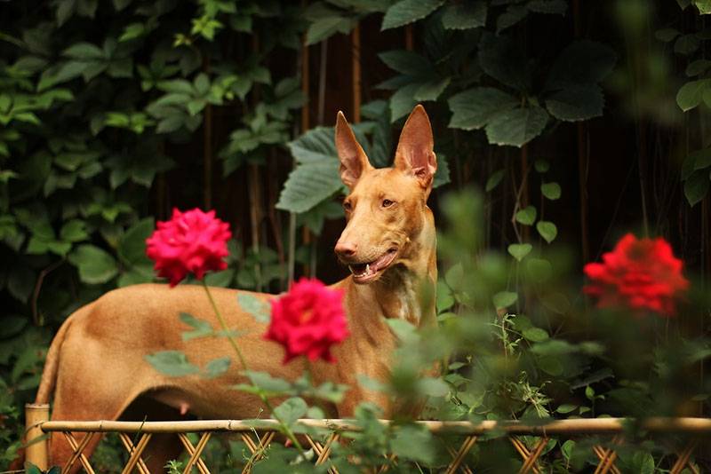 фараонова собака возле куста роз