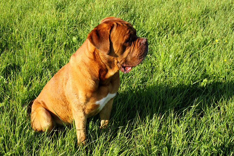 Чем кормить бордоского дога?