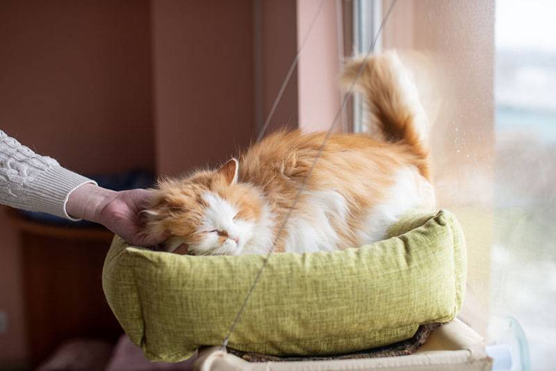 Спящий персидский кот