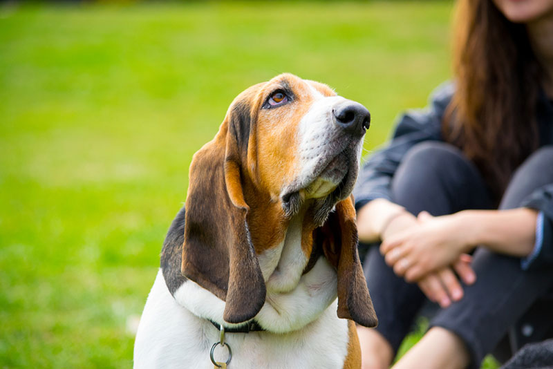 бассет-хаунд с хозяйкой в парке