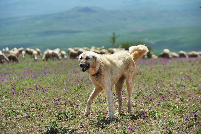 Анатолийская овчарка в поле