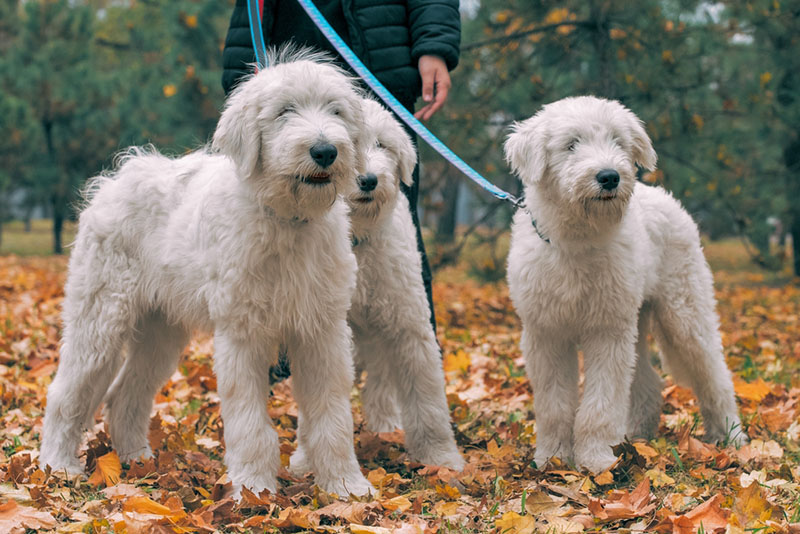 Три южнорусские овчарки