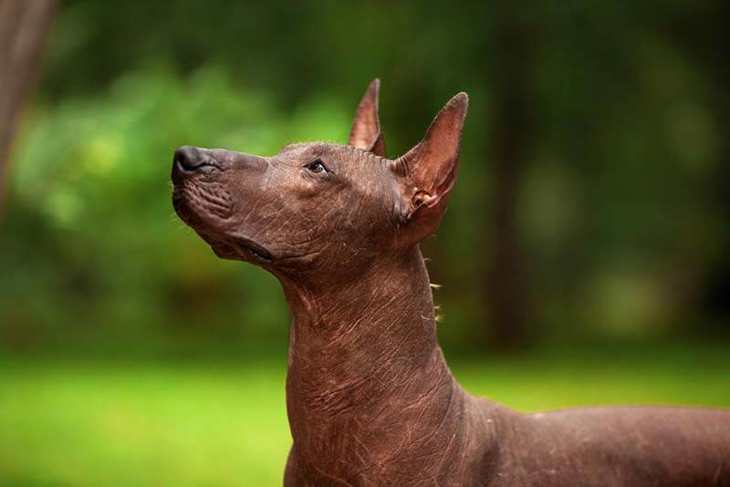 ксолоитцкуинтли ждет лакомство