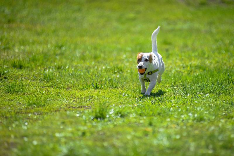 Парсон-рассел-терьер бежит по траве