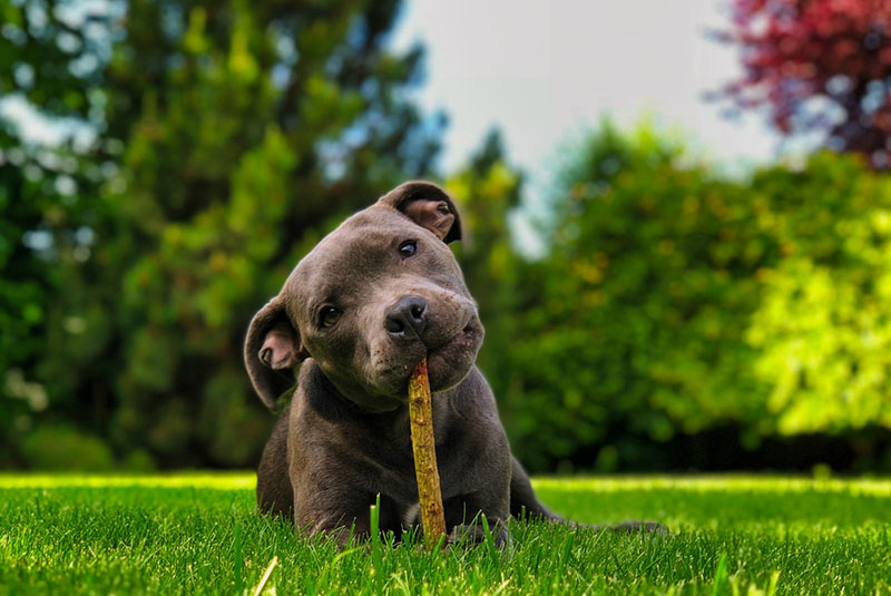 Щенок бультерьера