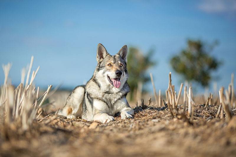 Волчья собака Саарлоса на поле
