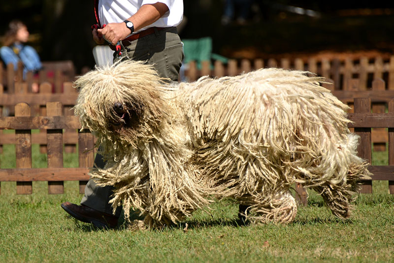 Комондор с хозяином