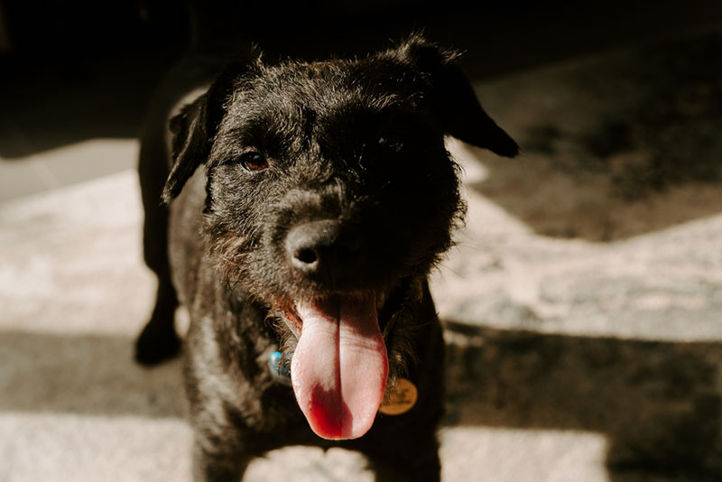 Паттердейл может жить как в частном доме, так и в квартире