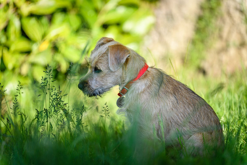 Норфолк терьер нуждается в воспитании с юного возраста