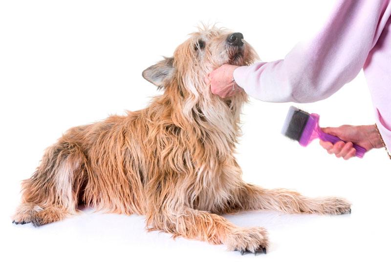 Груминг пикардийской овчарки