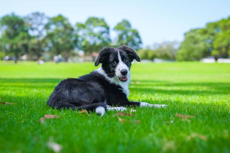 щенок бордер-колли на траве в парке