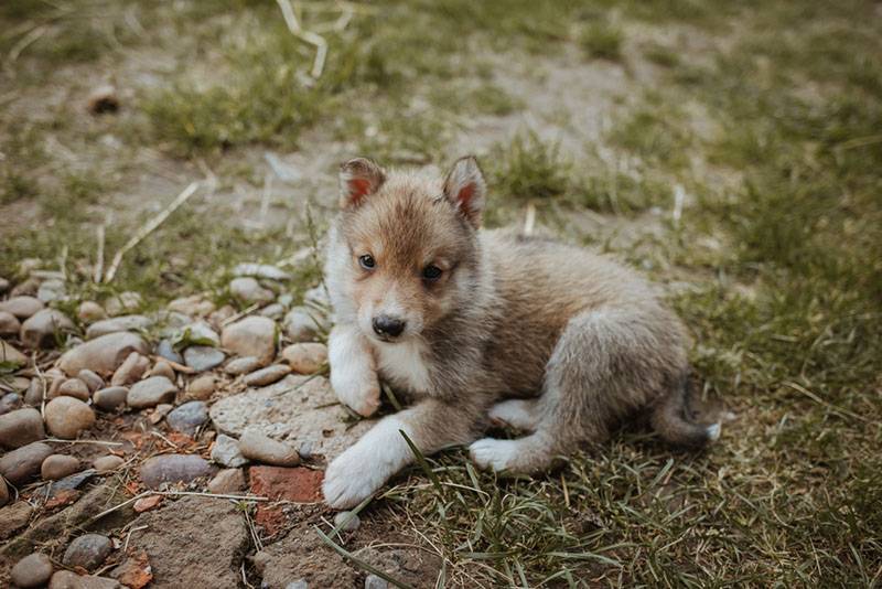 Милый щенок западносибирской лайки