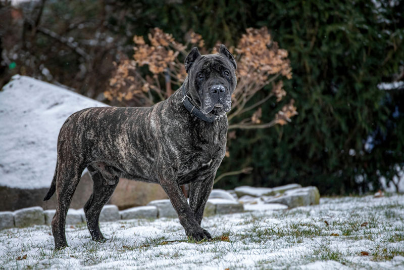 Канарскому догу нужны долгие прогулки