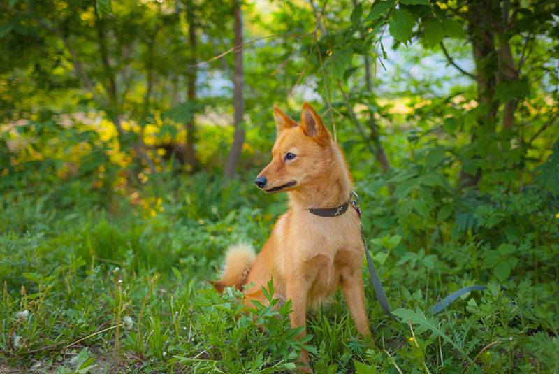 Карело-финская лайка – собака с большой историей