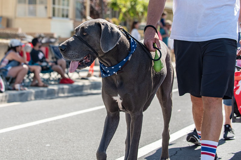 веймаранер на прогулке с хозяином