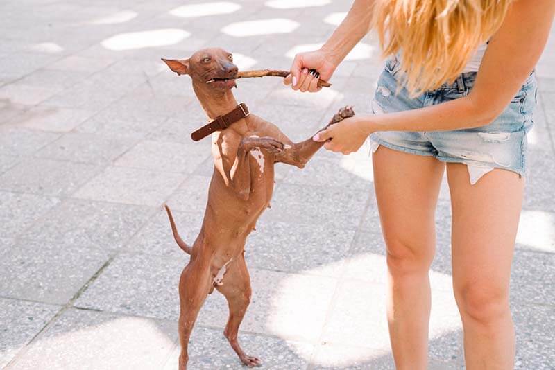 дрессировка ксолоитцкуинтли