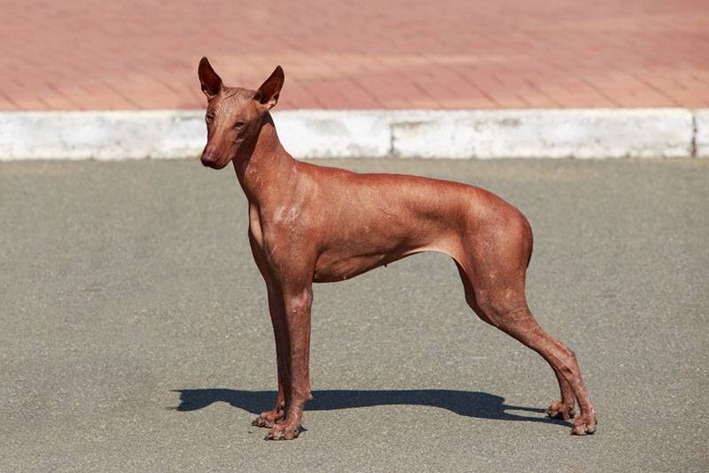 Перуанская собака коричневого цвета