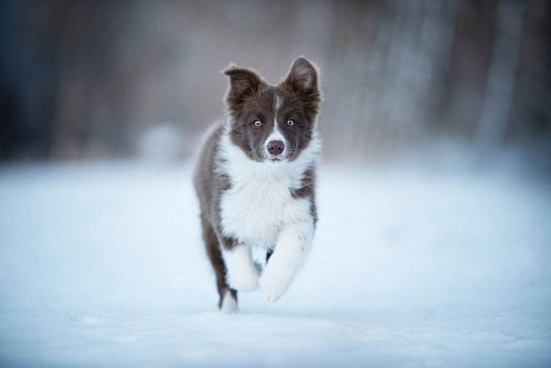 бело-коричневый щенок бордер-колли бежит по снегу
