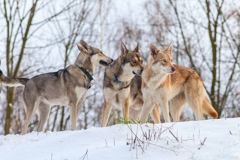 Три волчьих собаки Саарлоса