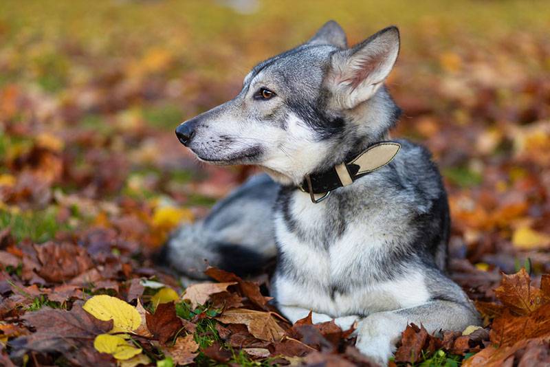 Волчья собака Саарлоса лежит на листьях