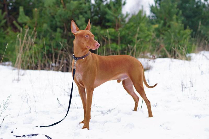 фараонова собака стоит в снежном лесу