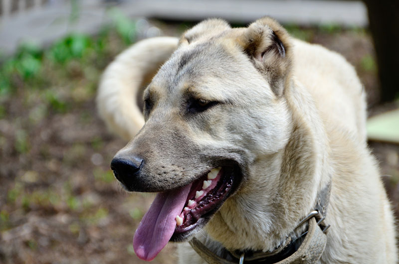 Чем кормят кангала?