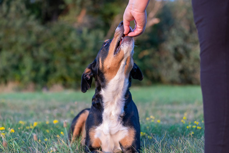 Чем кормить аппенцеллер зенненхунда?