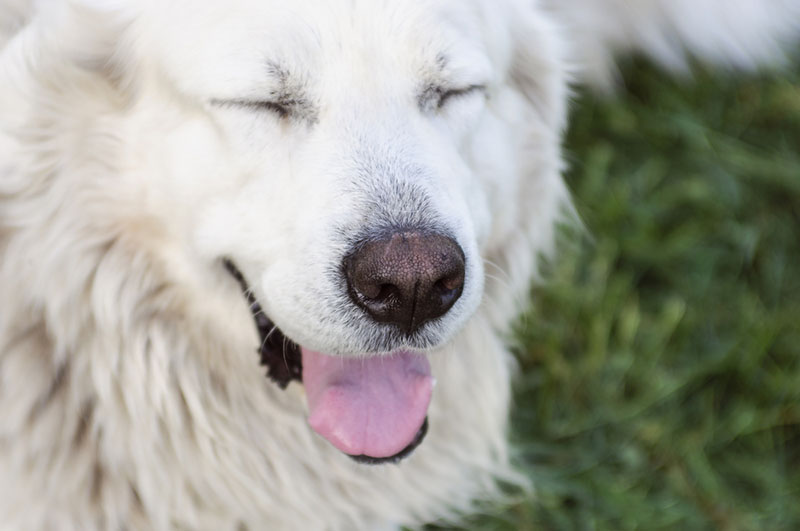 Какой характер у польских подгалянских овчарок?