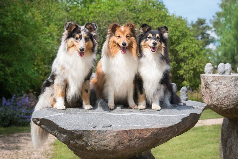 три собаки породы шелти