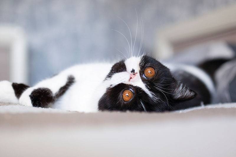 Черно-белый экзотический короткошерстный кот