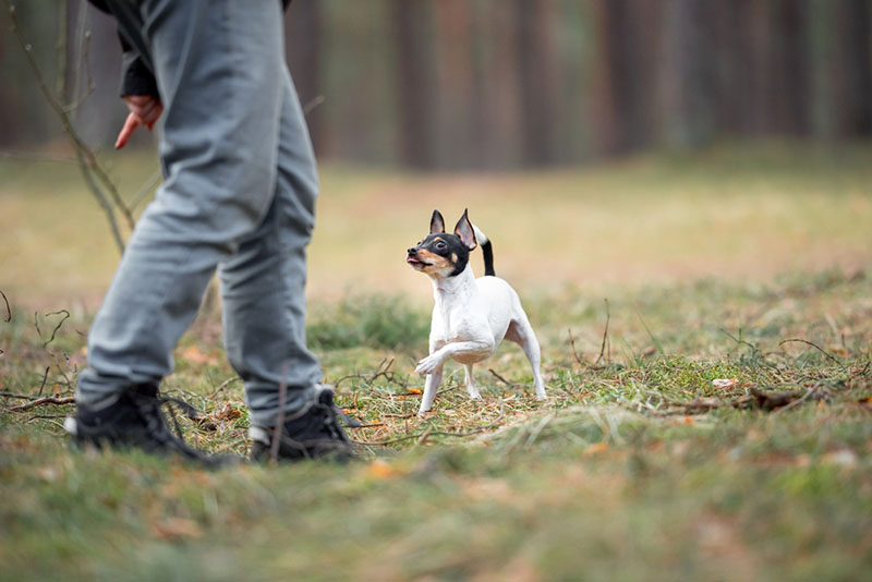 Дрессировка американского той-фокстерьера