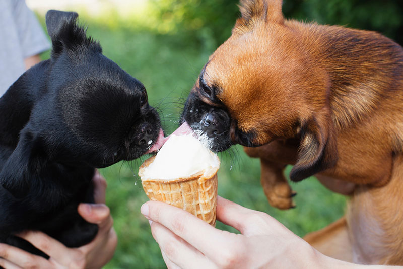 пти брабансоны и мороженое