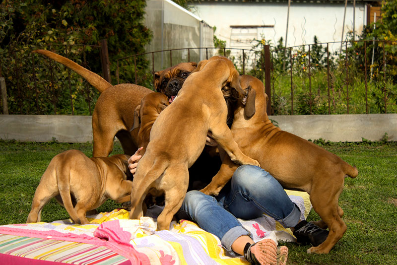 девушка играет со щенкам бурбуля