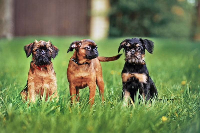 собаки породы пти брабансон с рыжим и черным окрасом