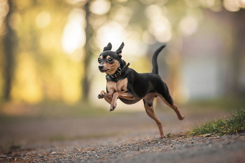 русский той-терьер в прыжке