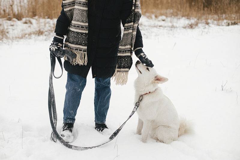 белая швейцарская овчарка на выгуле зимой