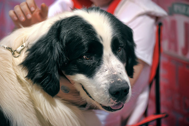 Пиренейскому мастифу необходим груминг
