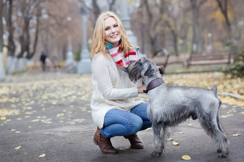 хозяйка с миттельшнауцером в осеннем парке