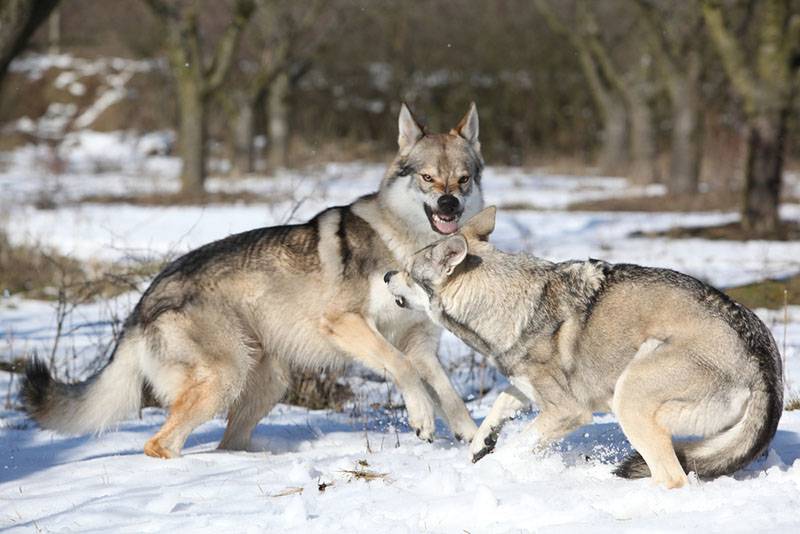 Две волчьи собаки Сарлоса играют на снегу