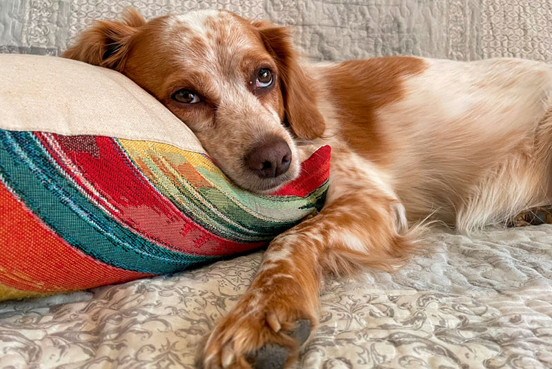 Какой характер у бретонского эпаньоля?