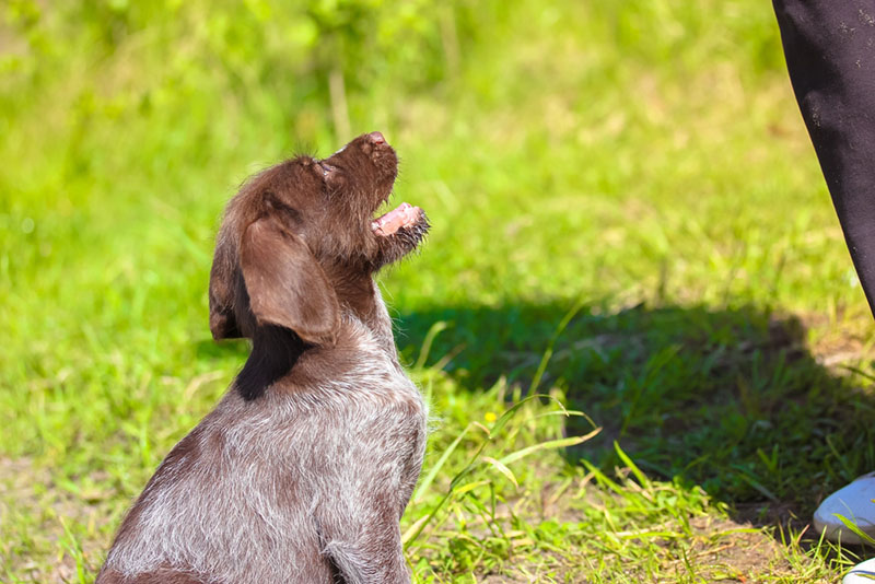 щенок дратхаара смотрит на хозяина